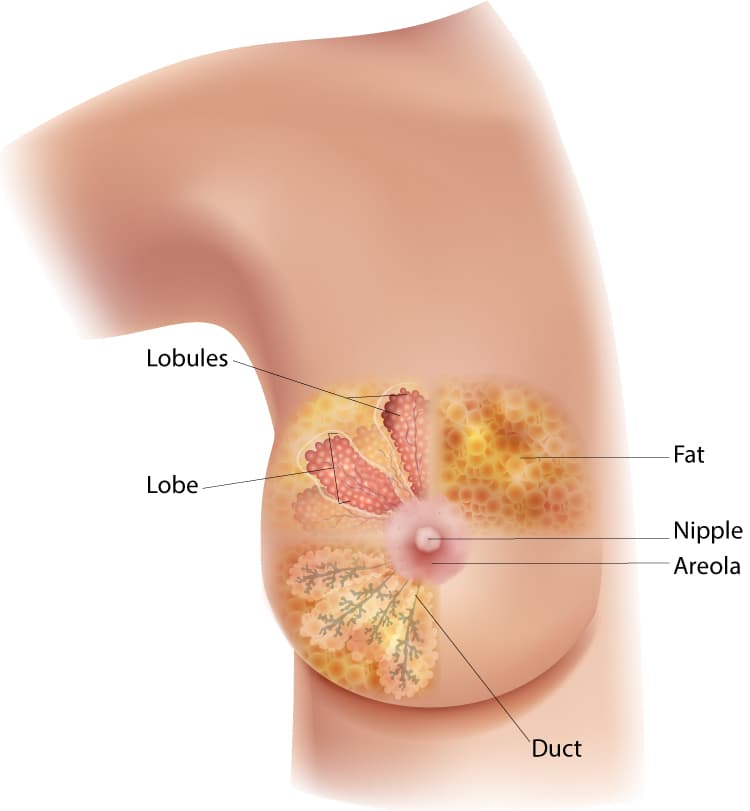 Diagram of a breast showing the location of the lobules, lobe, duct, areola, nipple, and fat