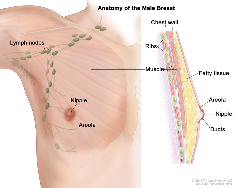 Anatomy of the male breast